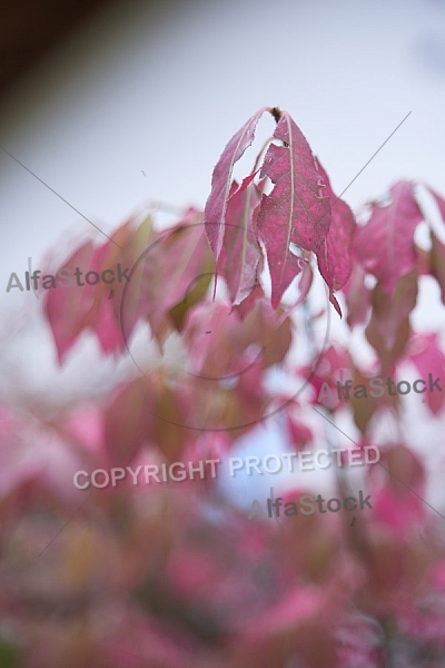 Flowers, plants, background, Autum