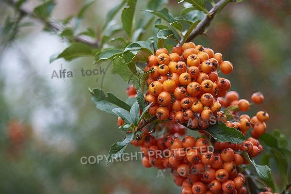 Flowers, plants, background, Autum