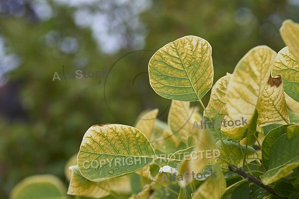 Flowers, plants, background, Autum