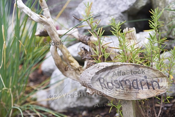 Flowers, plants, background, Autum