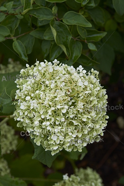 Flowers, plants, background, Autum