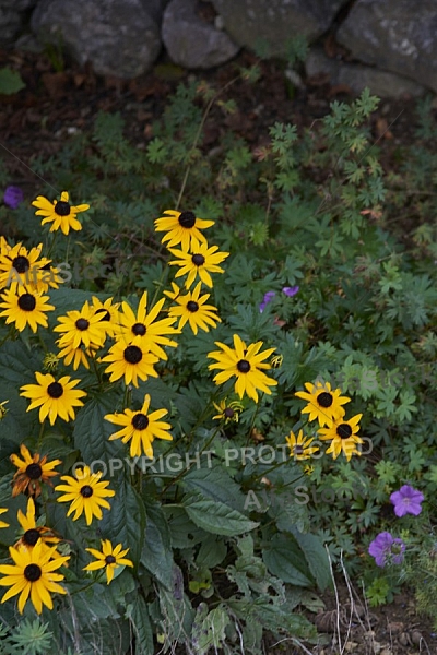 Flowers, plants, background, Autum