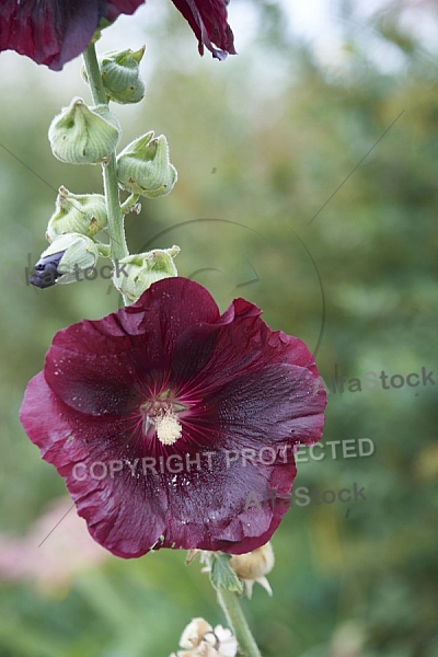 Flowers, plants, background, Autum