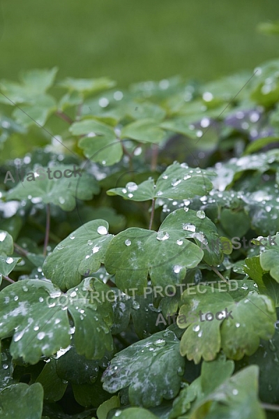 Flowers, plants, background, Autum