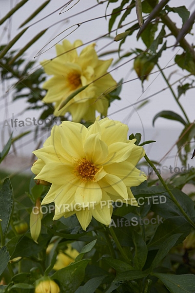 Flowers, plants, background, Autum