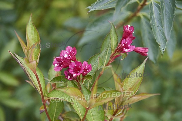 Flowers, plants, background, Autum