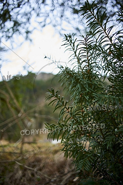 Flowers, plants, background, Autum