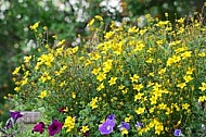 Flowers, plants, background, autumn