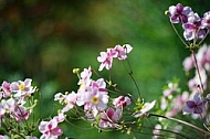 Flowers, plants, background, autumn