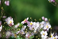 Flowers, plants, background, autumn