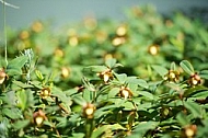 Flowers, plants, background, autumn