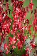 Flowers, plants, background, autumn