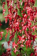 Flowers, plants, background, autumn