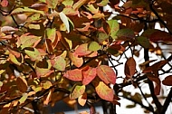 Flowers, plants, background, autumn