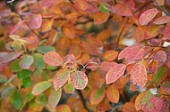 Flowers, plants, background, autumn