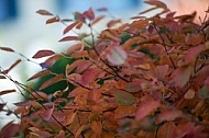 Flowers, plants, background, autumn