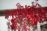 Flowers, plants, background, autumn