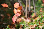 Flowers, plants, background, autumn