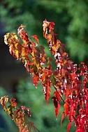 Flowers, plants, background, autumn