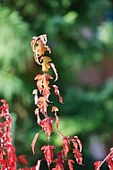 Flowers, plants, background, autumn