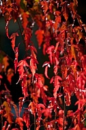 Flowers, plants, background, autumn