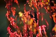 Flowers, plants, background, autumn