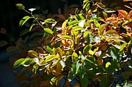 Flowers, plants, background, autumn