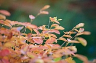 Flowers, plants, background, autumn