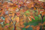 Flowers, plants, background, autumn