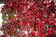 Flowers, plants, background, autumn