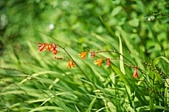 Flowers, plants, background, autumn