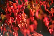 Flowers, plants, background, autumn