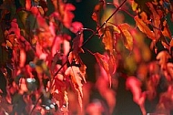 Flowers, plants, background, autumn