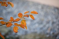 Flowers, plants, background, autumn