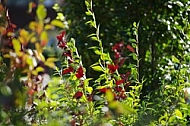 Flowers, plants, background, autumn