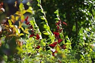 Flowers, plants, background, autumn