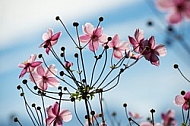 Flowers, plants, background, autumn