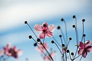 Flowers, plants, background, autumn