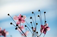 Flowers, plants, background, autumn