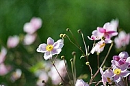 Flowers, plants, background, autumn