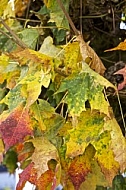 Flowers, plants, background, autumn