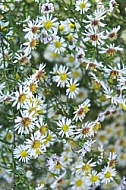 Flowers, plants, background, autumn