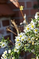 Flowers, plants, background, autumn