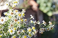 Flowers, plants, background, autumn