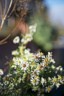 Flowers, plants, background, autumn