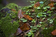 Flowers, plants, background, autumn