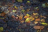 Flowers, plants, background, autumn