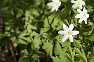 Flowers, plants, background, autumn