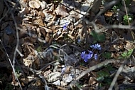 Flowers, plants, background, autumn