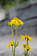 Flowers, plants, background, autumn